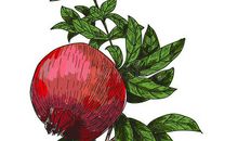 姿多彩的石榴树