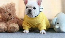 我家的法国斗牛