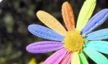 假如我有一朵七色的花