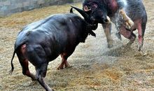 精彩的斗牛比赛