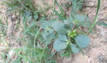 心田间的一抹绿