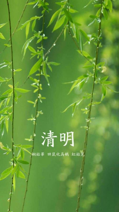 清明的雨和清明的节日