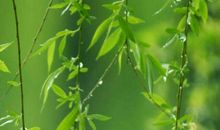 清明清明时节雨纷纷作文