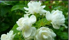 花儿为什么这么香