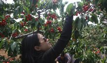 难忘的采摘活动