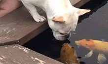 我与小狗有一次约会