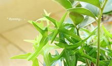 把时光煮成常青藤