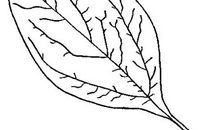 假如我是一片叶子