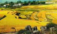 我最喜欢家乡的田野