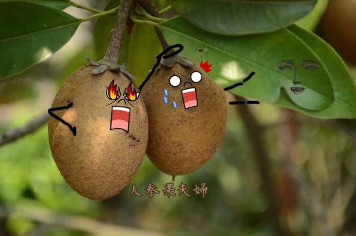 魔术人参果