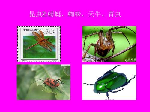 有趣的昆虫陷阱