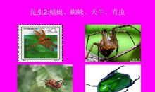 有趣的昆虫陷阱