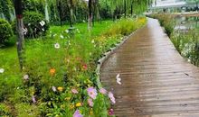 雨后的德和公园