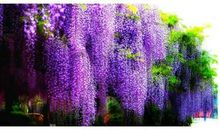 紫藤花的“梦”