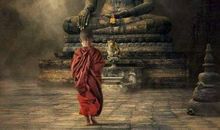 无私奉献的奶牛