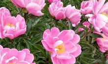 我的感情里开出了五朵花