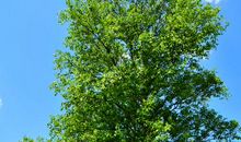 我渴望成为一棵树