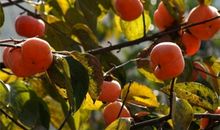 小柿子和柿子树