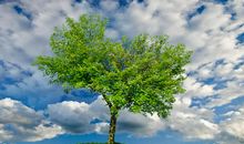 这个春天也有寂寞