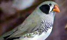 小珍珠鸟的自述