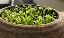 火龙果观察作文三年级作文