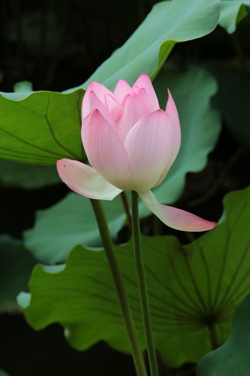 梦中的莲花