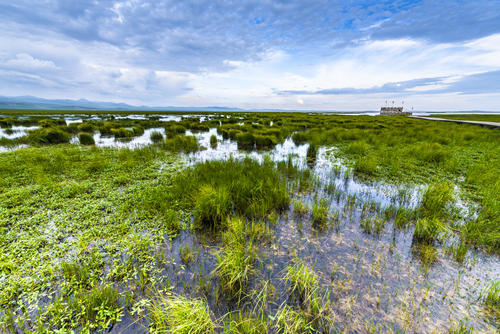 美丽的湿地
