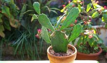 被人忽略的仙人掌