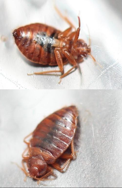 我家的“三只昆虫”