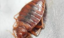 我家的“三虫”