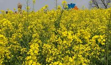 又到一年踏青时