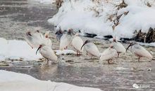 雪中舞动的双手