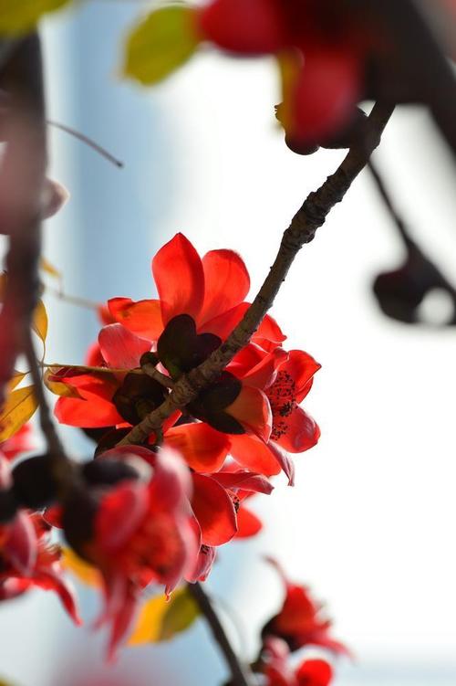 木棉花公司