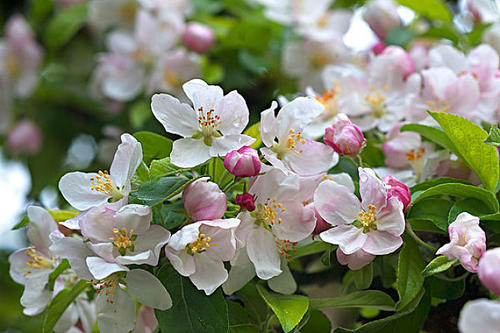 苹果花