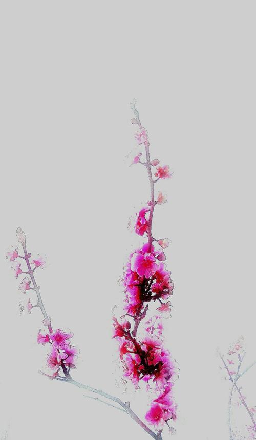 那些花，那些人