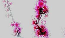 那些花儿，那些人儿