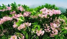 美丽的杜鹃之乡