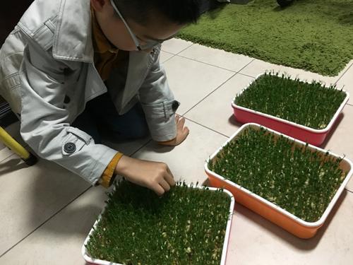 豌豆的生长