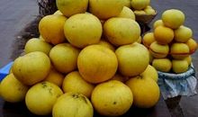 浓浓柚香伴我心