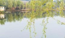 一颗柳树的四季经历