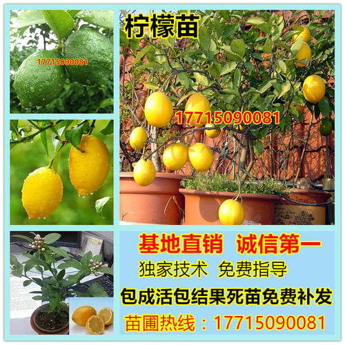 我最喜欢的柠檬树