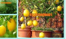 我最喜欢的柠檬树