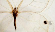 我变成了一只蝴蝶