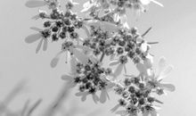 香菜花开读后感