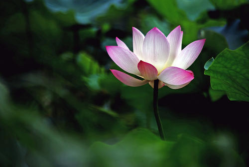 寂寞的花