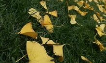 落叶深处自有无限生机