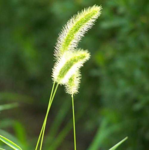 做一条狗的尾巴草
