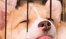 不讲礼貌的小狗