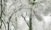 冬季里的第一场雪