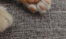 这个橘子真可爱